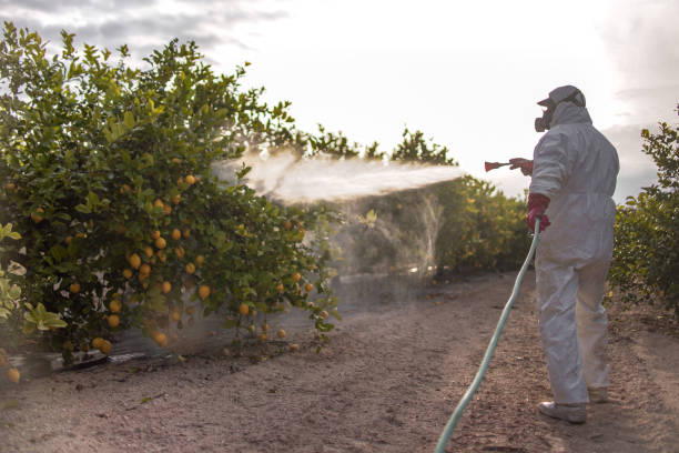 Best Wasp Removal Services  in Westworth Village, TX