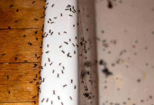 Best Cockroach Control Services  in Westworth Village, TX