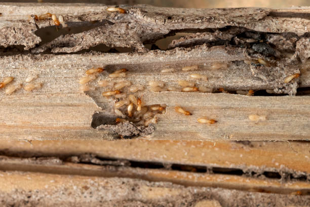 Best Termite Control Services  in Westworth Village, TX
